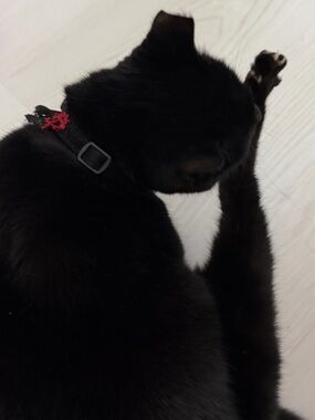 Meet your Posher, Danni